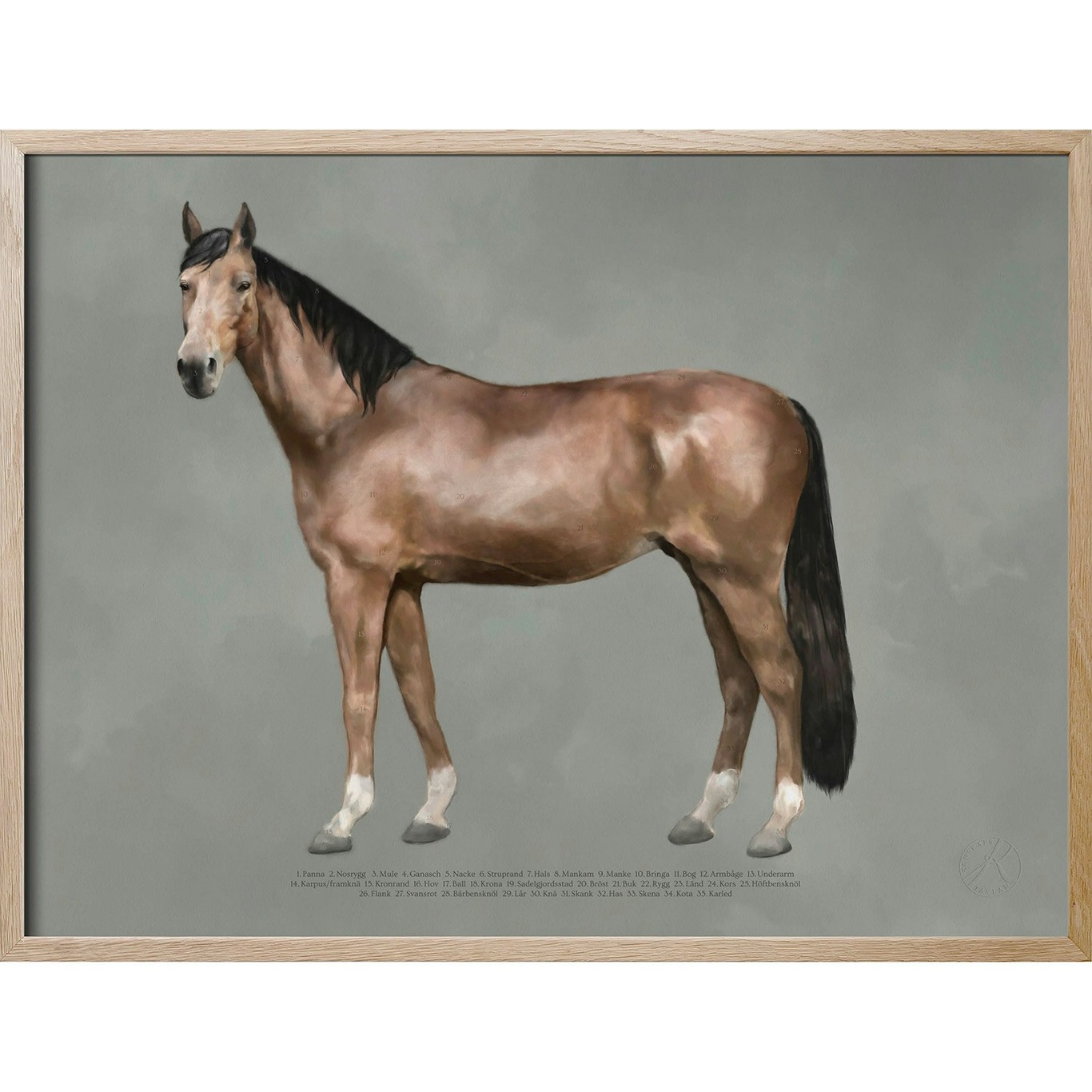 Anatomy of the horse Juliste, 30x40 cm